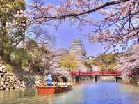 Chasing Sakura at Himeji Castle 🌸