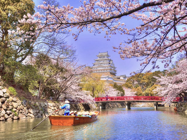 Chasing Sakura at Himeji Castle 🌸