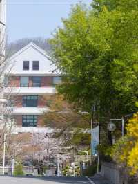 Chasing Sakura at Ehwa Women’s University 