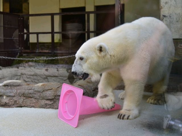 活力 . 愛媛県立とべ動物園