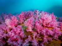 สำรวจ Dive site เกาะพระทอง