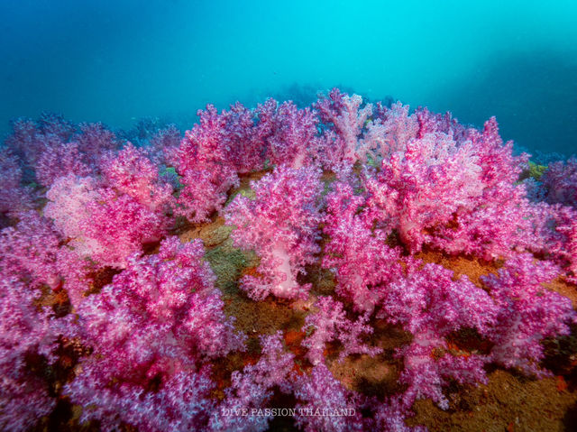 สำรวจ Dive site เกาะพระทอง