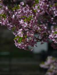 Kyoto | Enjoy the Sakura in full bloom in Kyoto