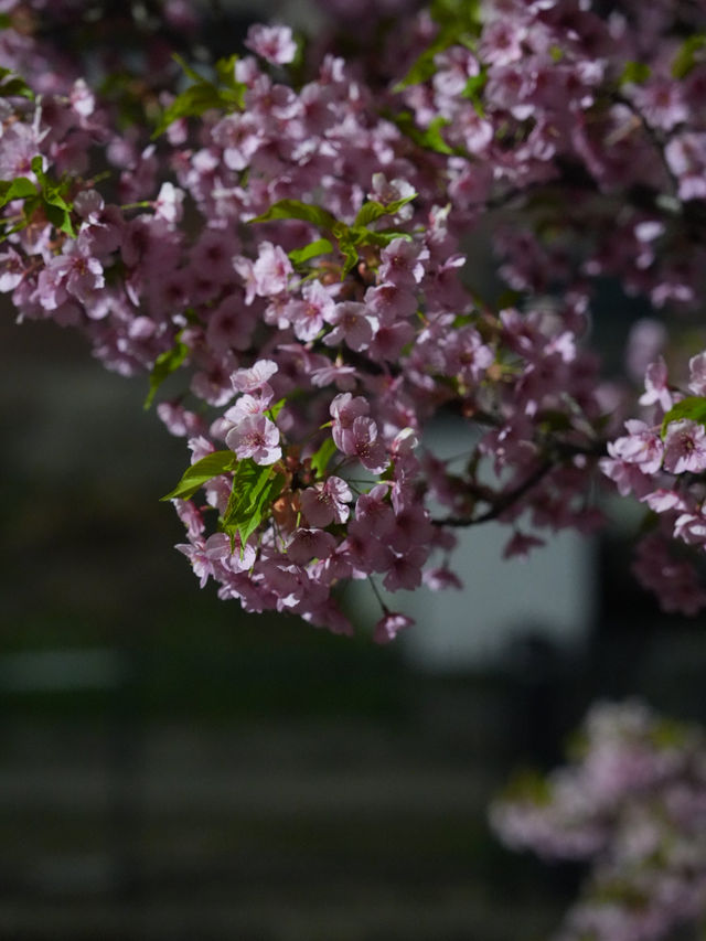 Kyoto | Enjoy the Sakura in full bloom in Kyoto