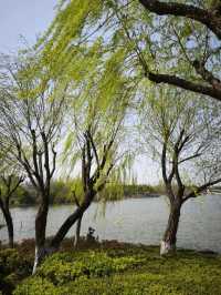ดอกทิวลิปบานที่สวนต้าหนิง