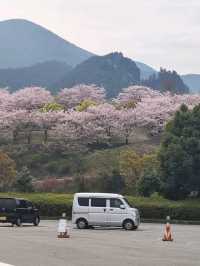 「從繁華到沒落，努力轉型的城市」- 今治市（日本.四國）