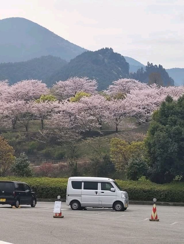 「從繁華到沒落，努力轉型的城市」- 今治市（日本.四國）