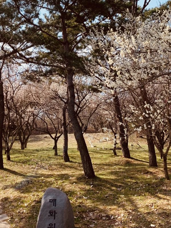 Spring's Silent Sanctuary? Geumgang Arboretum Delivers