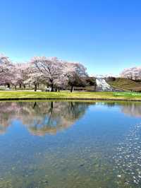 【宮城×春旅】水に映り込む桜の絶景 🥰 