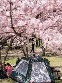 Lost for words at the beauty of cherry blossoms in Suzhou’s Shangfang Mountain!