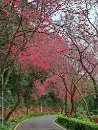 🌸** 台北滬尾櫻花大道是春季賞櫻**🌸