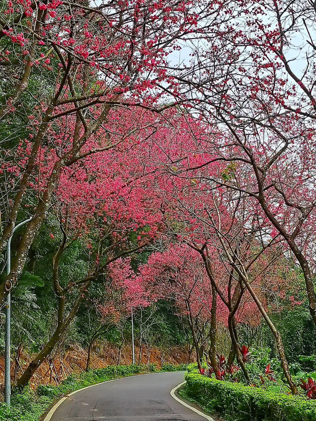 🌸** 台北滬尾櫻花大道是春季賞櫻**🌸