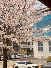 Campus in Bloom: Chungnam National University's Delightful Spring Cherry Blossoms 