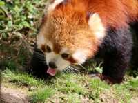 とべ動物園の白くまピース