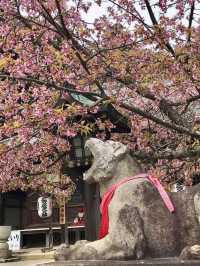 Cherry Blossoms at Horin-ji Temple, Kyoto