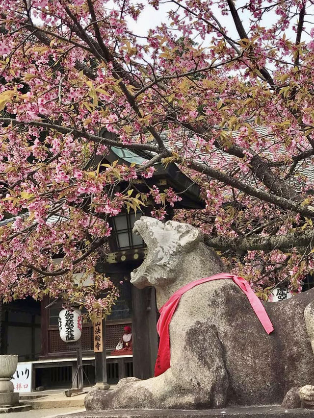 Cherry Blossoms at Horin-ji Temple, Kyoto