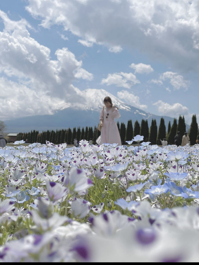 【山梨県】富士山とネモフィラを巡る絶景ドライブコース