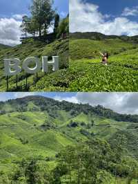 ไร่ชา BOH, Cameron Highland, มาเลเซีย