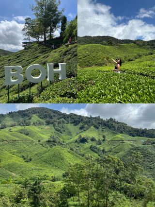 ไร่ชา BOH, Cameron Highland, มาเลเซีย