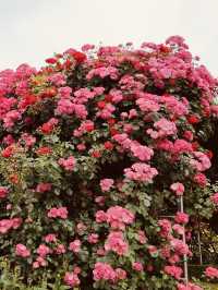 A Green Awakening: Exploring Dodang Park Before the Rose Bloom 