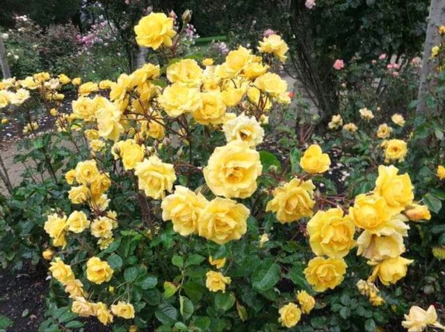 紐西蘭最古老的植物園#但尼丁植物園（Dunedin Botanic Garden）- 紐西蘭但尼丁市