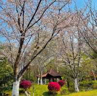成都公園~ 搶鏡的櫻花