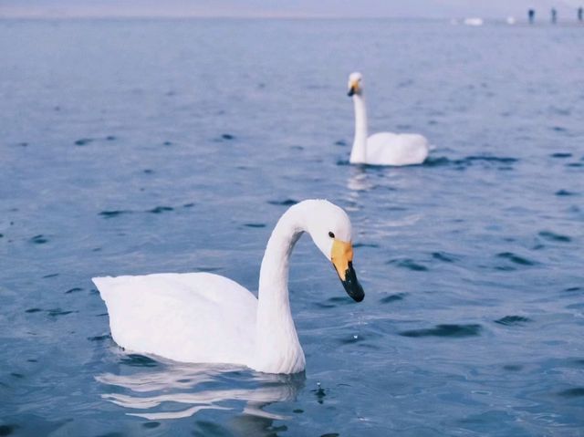 Sayram Lake: A Serene Summer Escape in Xinjiang’s Highlands