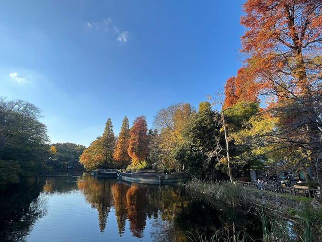 東京井之頭公園真的很靚！