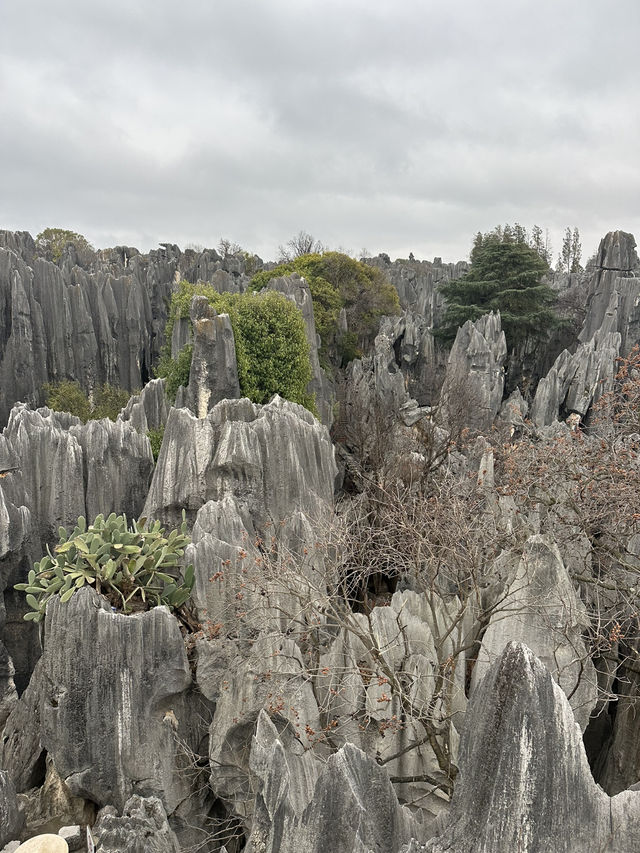Shilin amazing stone forest