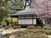 다양한 종류의 벚꽃🌸을 보고 싶다면 무조건 니조성 🏯 元離宮二条城