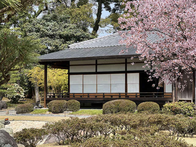 다양한 종류의 벚꽃🌸을 보고 싶다면 무조건 니조성 🏯 元離宮二条城
