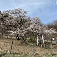 【熊本県🇯🇵観音桜】南阿蘇の観光名所☺️観音桜へ🌸