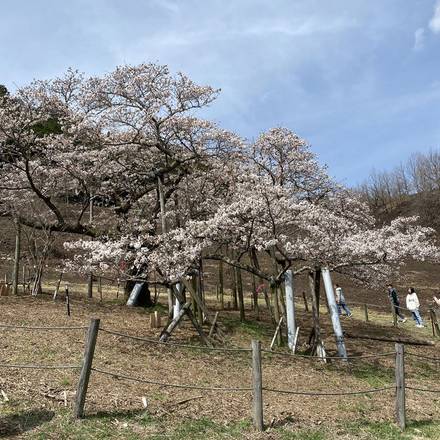 【熊本県🇯🇵観音桜】南阿蘇の観光名所☺️観音桜へ🌸