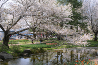A Spring Day Surrounded by Cherry Blossoms at Showakinen Park 