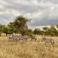 塞倫蓋提國家公園 Serengeti National Park｜一生必訪的野生動物天堂