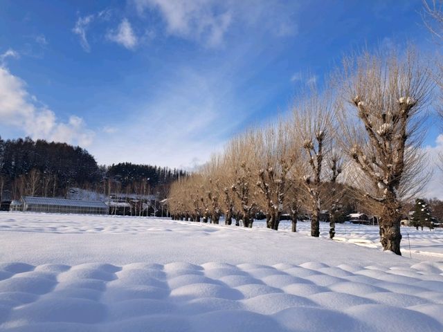 北海道旅遊🥳參觀富田農場😍免費任玩迷你雪兜場🤣刺激好玩🥰欣賞大自然雪景❄️
