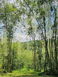 Bamboo-Themed Attraction ◄Putuo Village✨Purple Bamboo Valley► [KULAI@JOHOR]