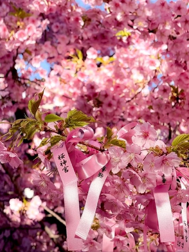 Sakura-jingu Shrine Cherry Blossoms – Tokyo’s Secret "Marriage Sakura" Sanctuary