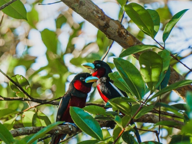 🌿 Klias Wetland Adventures: Fireflies, Proboscis Monkeys & Muddy Mischief! 🐒