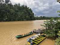 Wild & Wondrous: My Jungle Adventure on Kinabatangan River! 🌿🐘