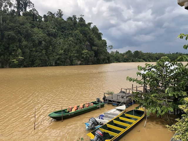 Wild & Wondrous: My Jungle Adventure on Kinabatangan River! 🌿🐘