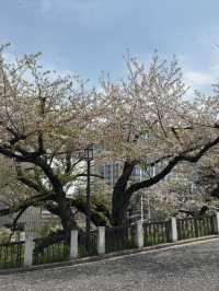 東京｜千鳥之淵的櫻花夢幻之旅