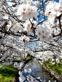 Gojo River Sakura Season: A Hidden Gem to Escape the Crowds