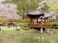 Bomun Lake Cherry Blossoms: Gyeongju's Enchanting Spring Escape
