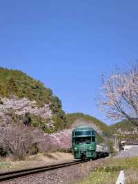 🎀Successful Sakura Hunt! Hidden Gem Cherry Blossom Train Ride 🌸🚂
