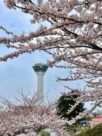 Hakodate’s Cherry Blossom Magic: Where Spring Blooms Bright