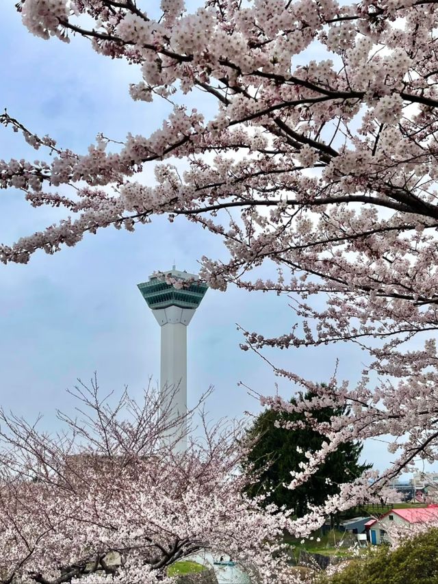 Hakodate’s Cherry Blossom Magic: Where Spring Blooms Bright