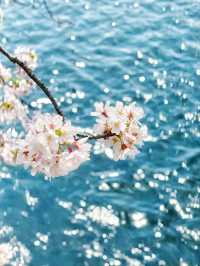 At Ryuganbuchi, Spring Floats Quietly On the River Breeze.