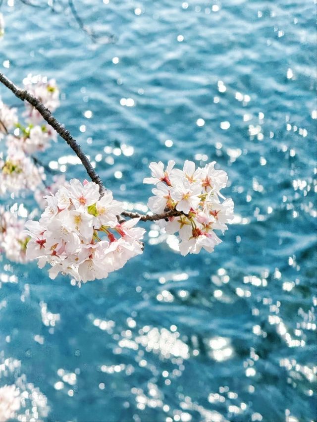 At Ryuganbuchi, Spring Floats Quietly On the River Breeze.