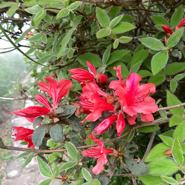 大屯山｜霧中漫步杜鵑花